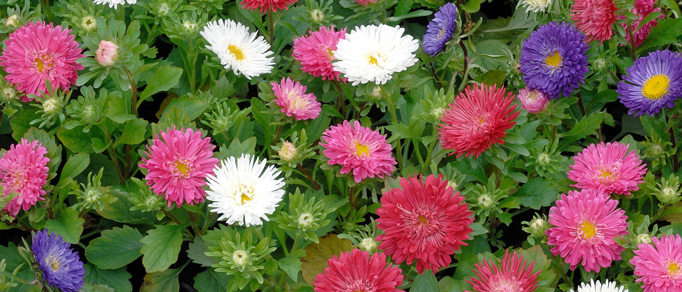 Tapis de fleurs