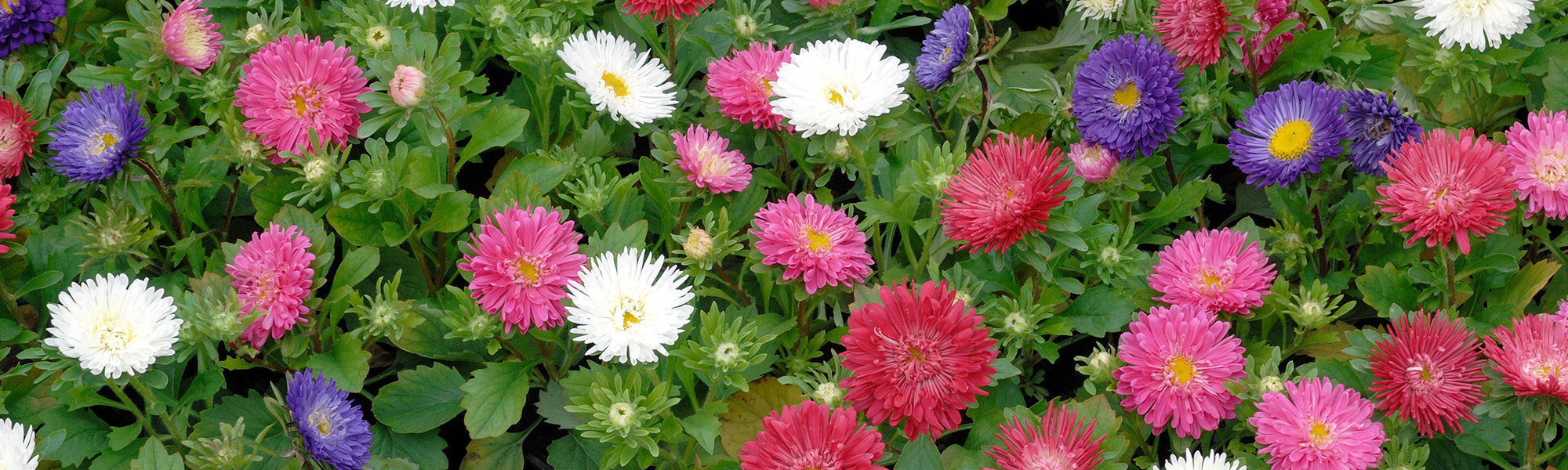 Tapis de fleurs