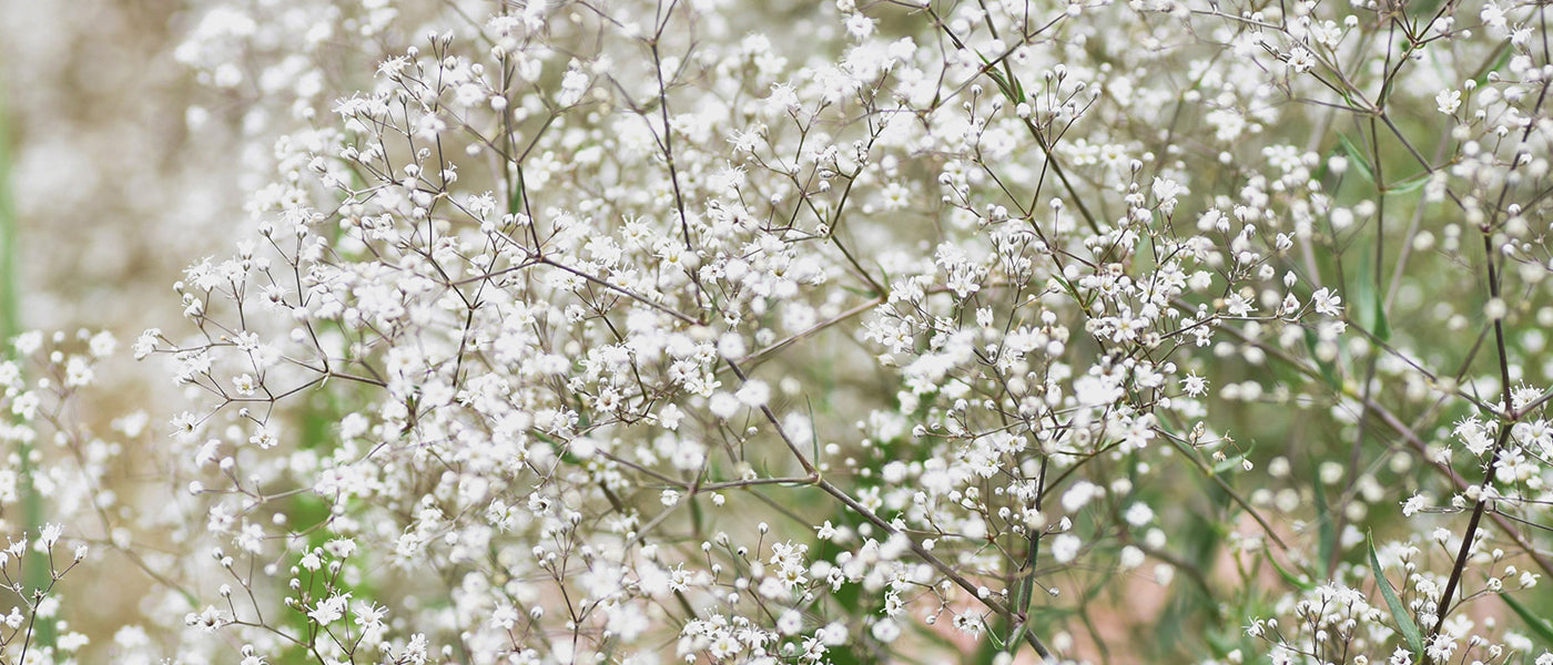 Gypsophile
