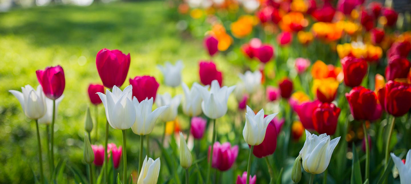 Jardin fleuri au printemps