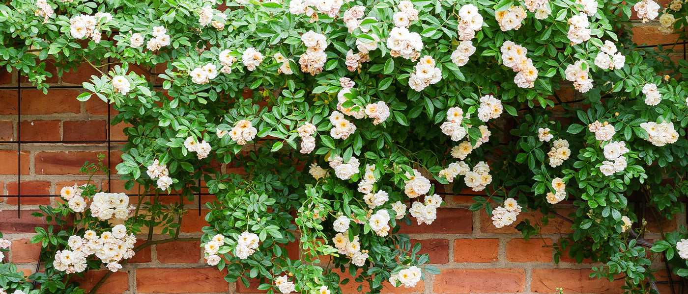 Plantes grimpantes à fleurs