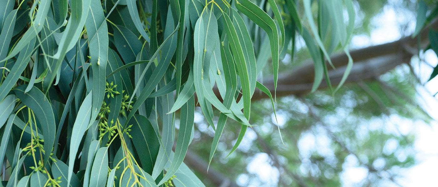 Eucalyptus commun - Eucalyptus globulus