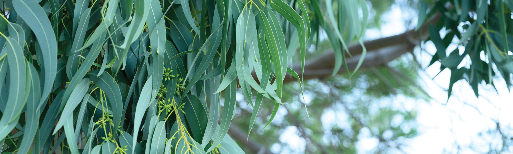 Eucalyptus commun - Eucalyptus globulus