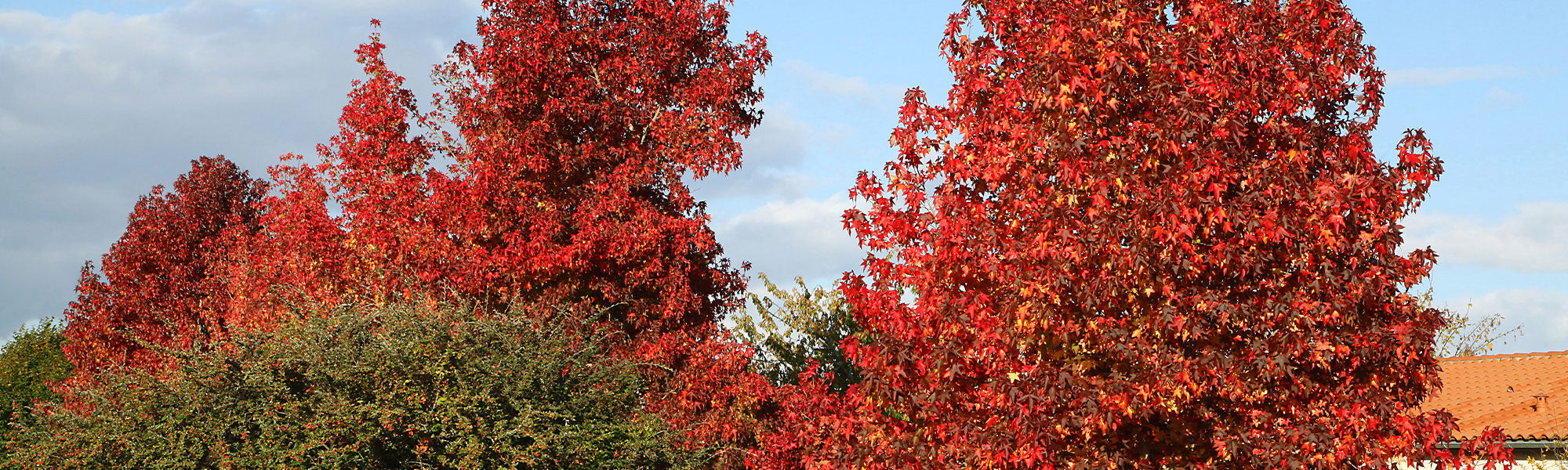 Copalme - Liquidambar