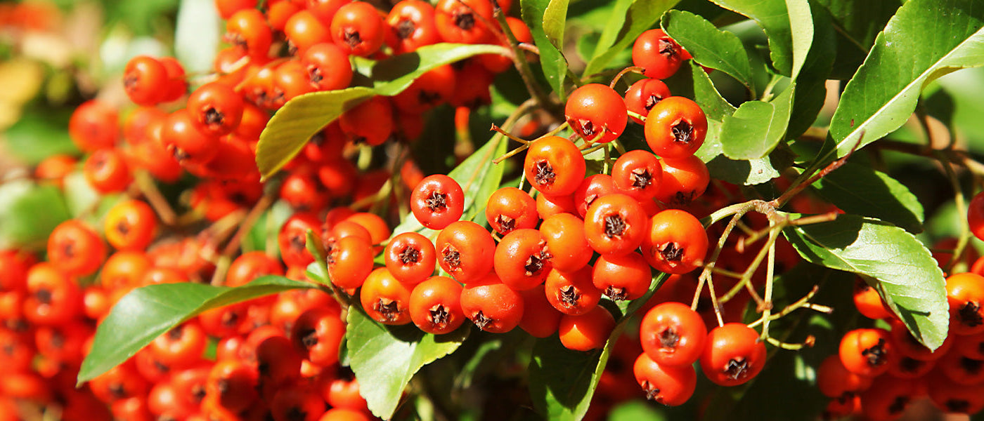 Buisson ardent - Pyracantha