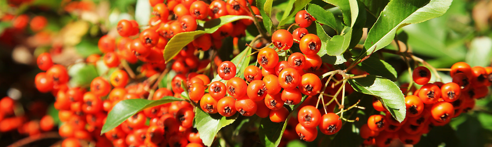 Buisson ardent - Pyracantha