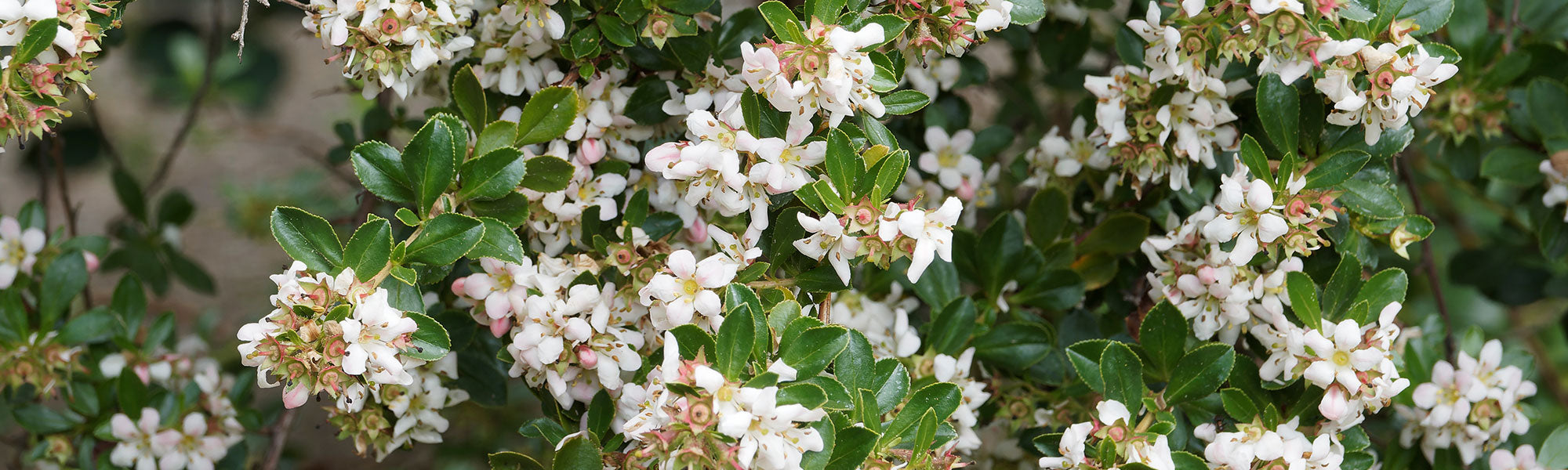Escallonia