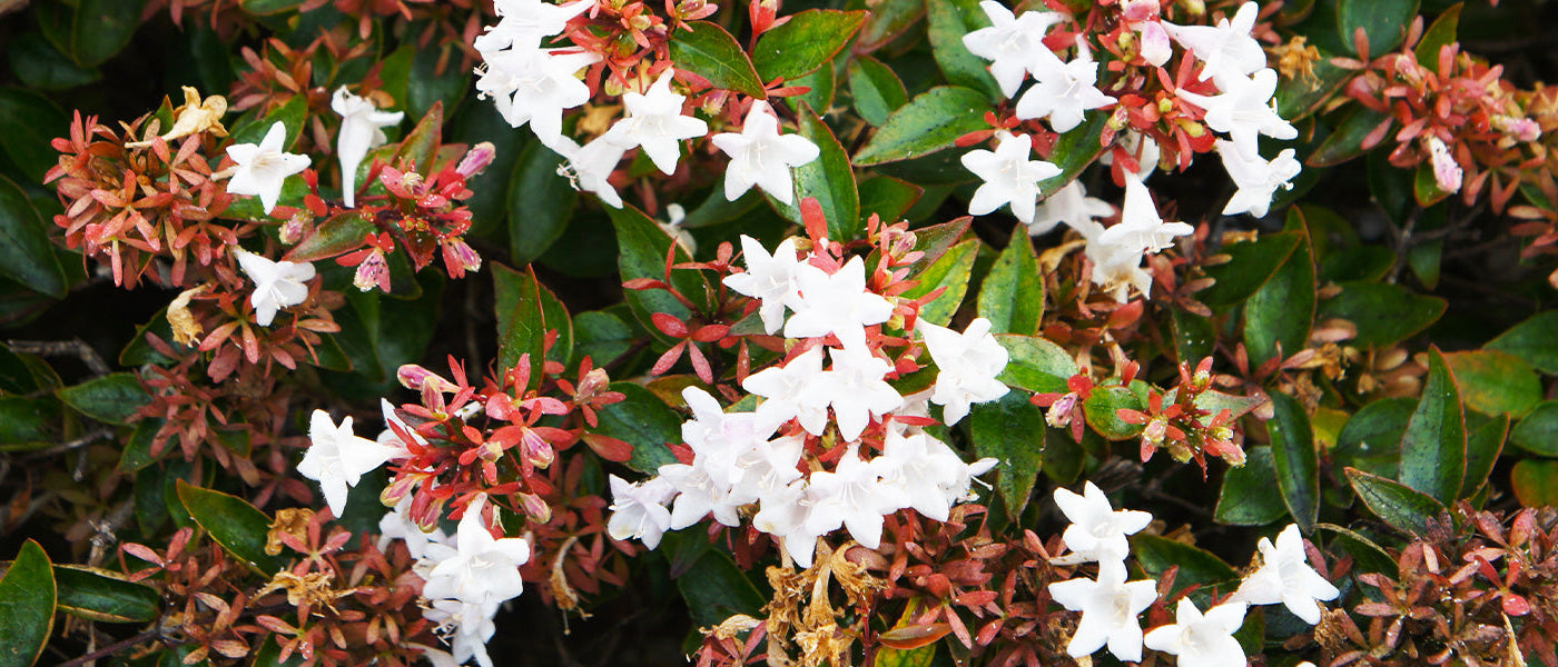 Abelia
