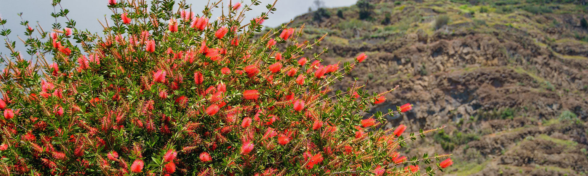 Rince-bouteille - Callistemon