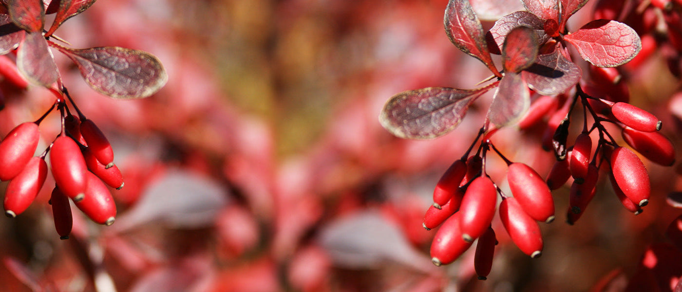 Mahonia à feuilles de houx - Berberis aquifolium