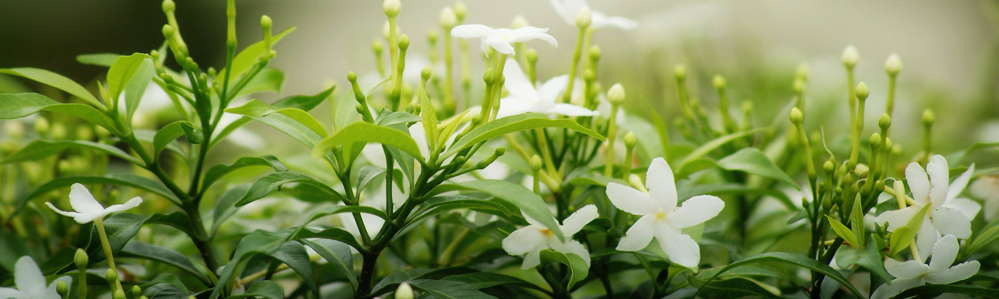 Gardenia