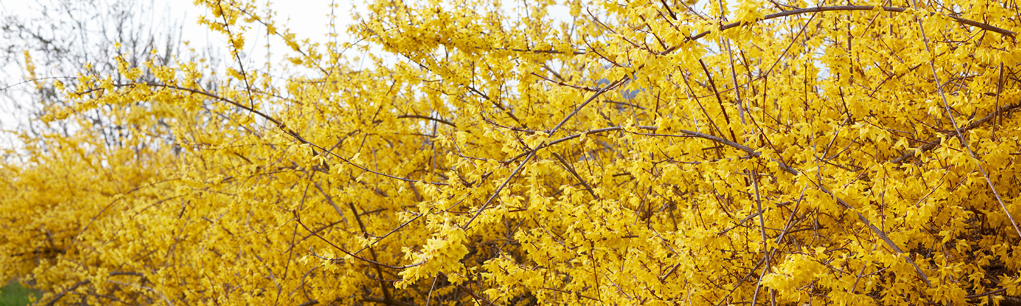 Forsythia pleureur - Forsythia suspensa