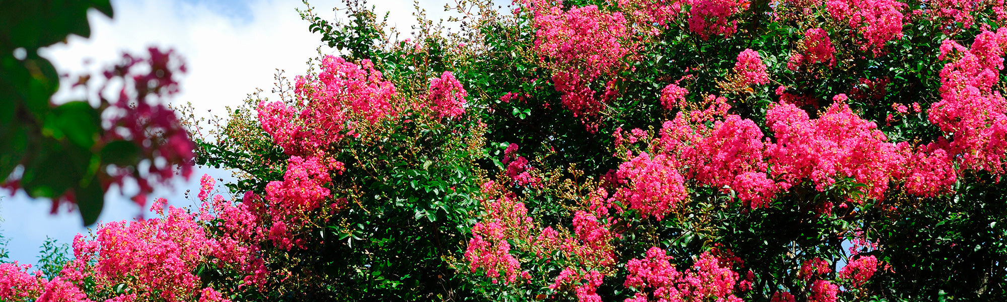 Lilas des Indes