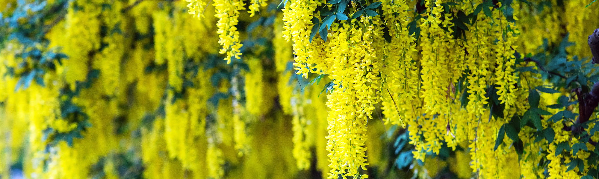 Genêt à balais - Cytisus scoparius
