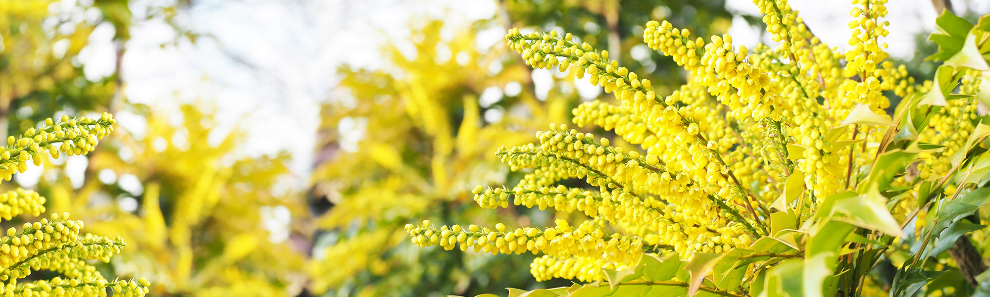Mahonias