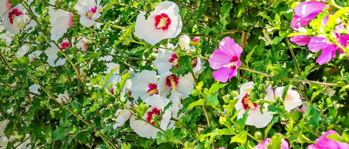 Hibiscus de Syrie - Hibiscus syriacus