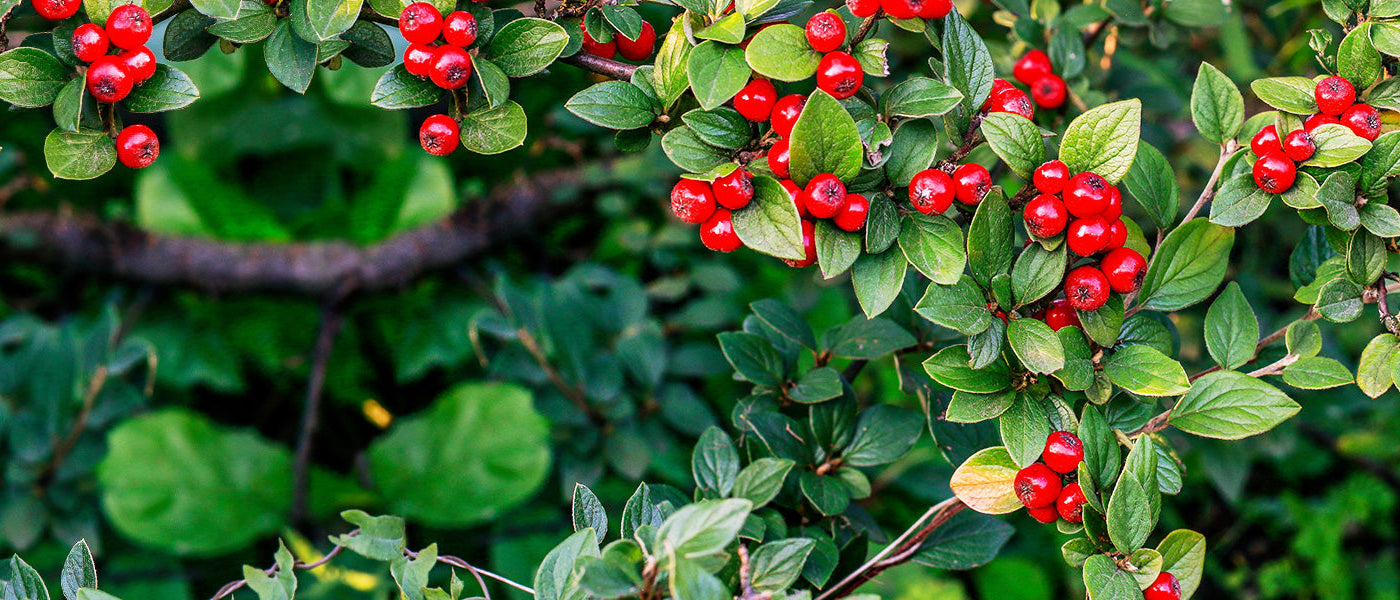 Cotonéaster de Dammer - Cotoneaster dammeri