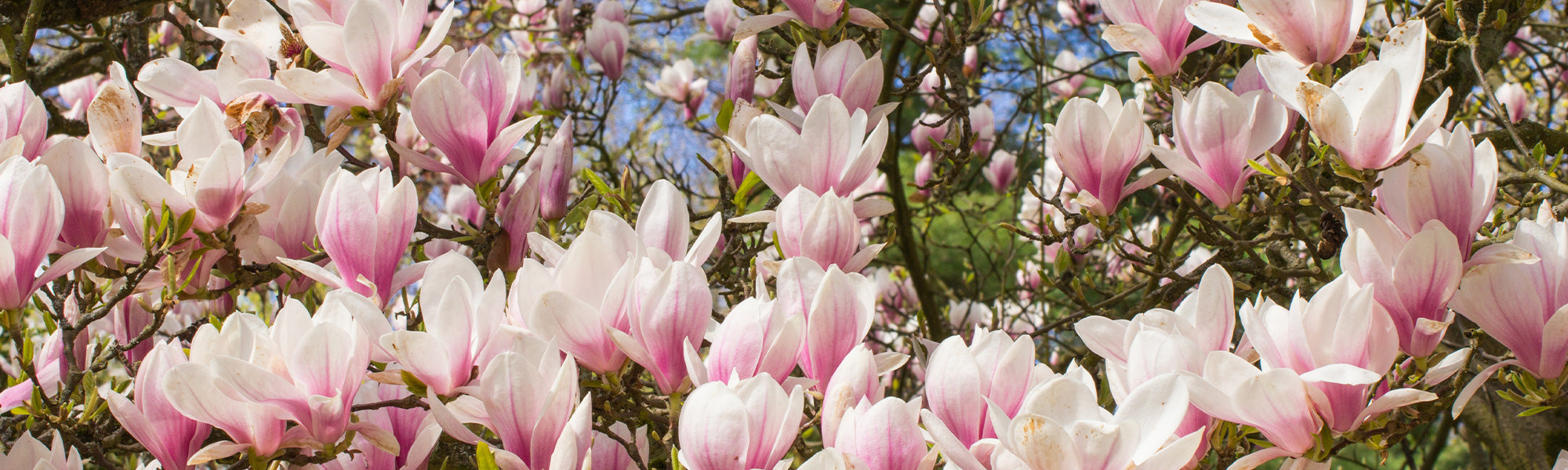 Magnolias