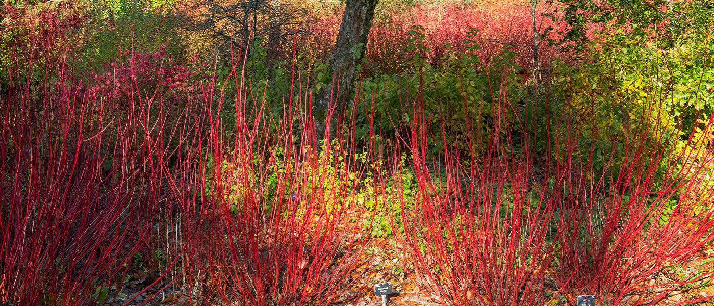 Cornouiller sanguin - Cornus sanguinea