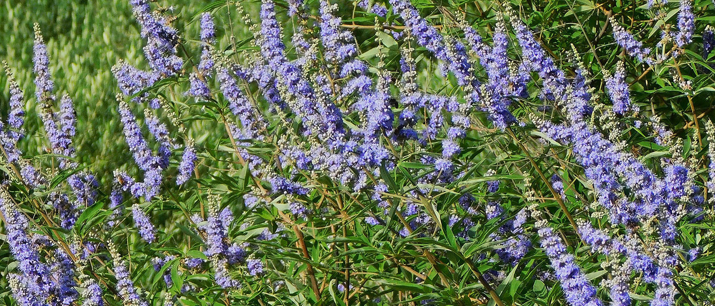 Gattilier - Vitex