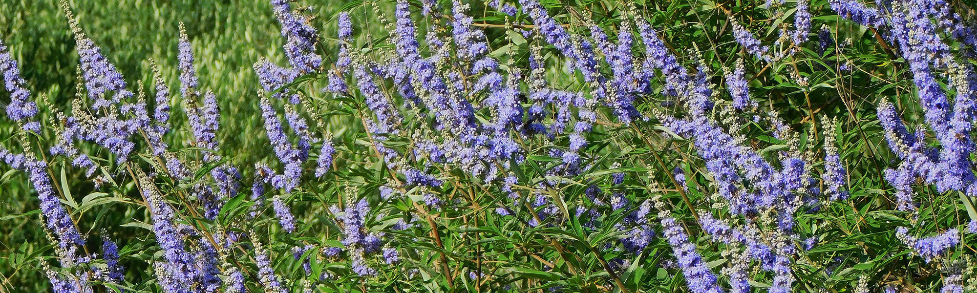 Gattilier - Vitex