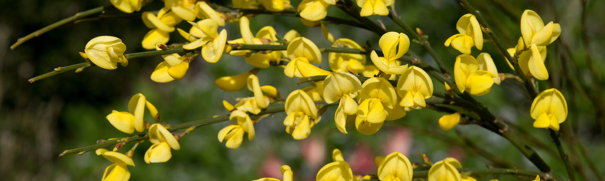 Genêt scorpion - Genista scorpius
