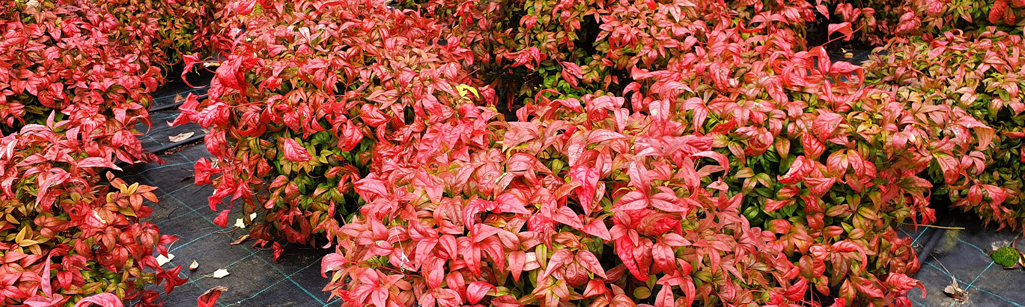 Nandina