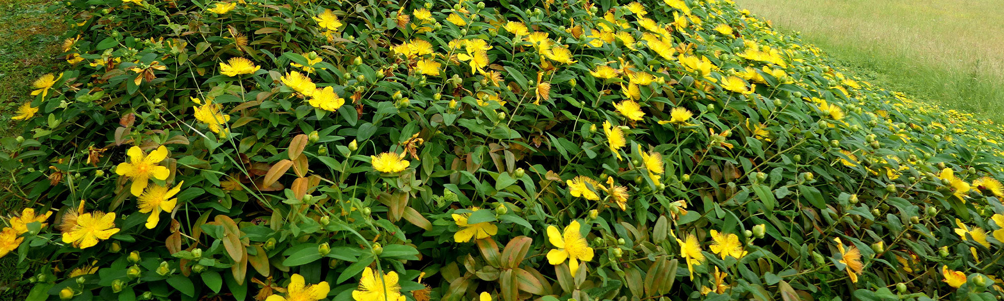 Millepertuis - Hypericum