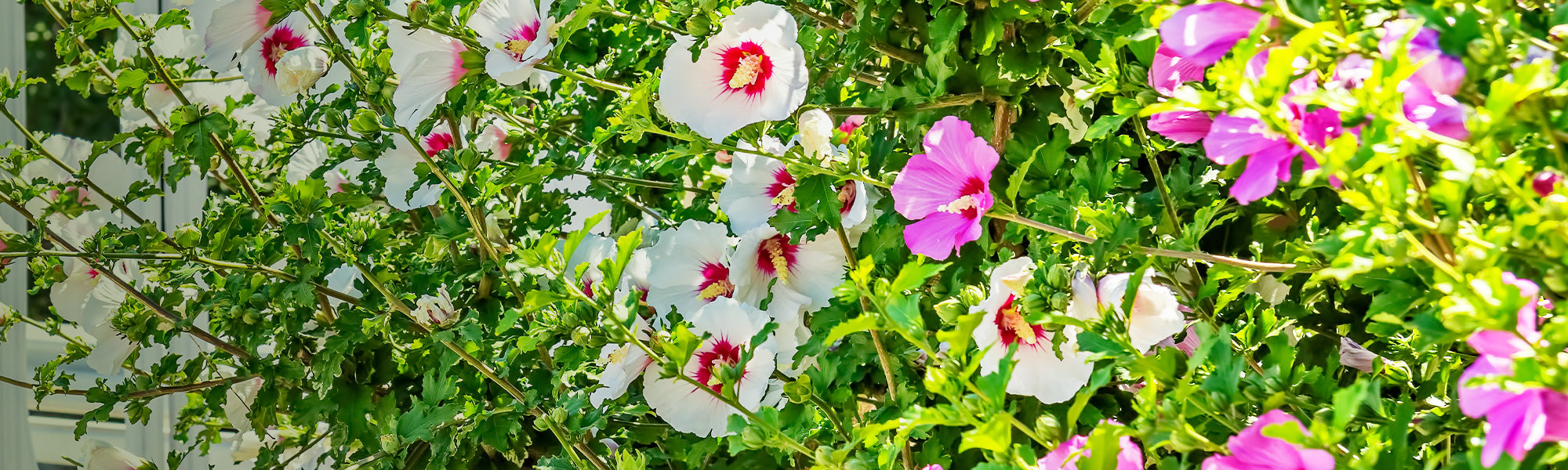 Hibiscus des marais - Hibiscus moscheutos