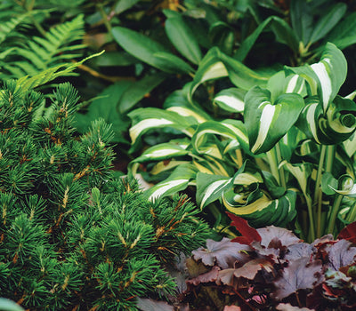 Plantes vivaces d'ombre old