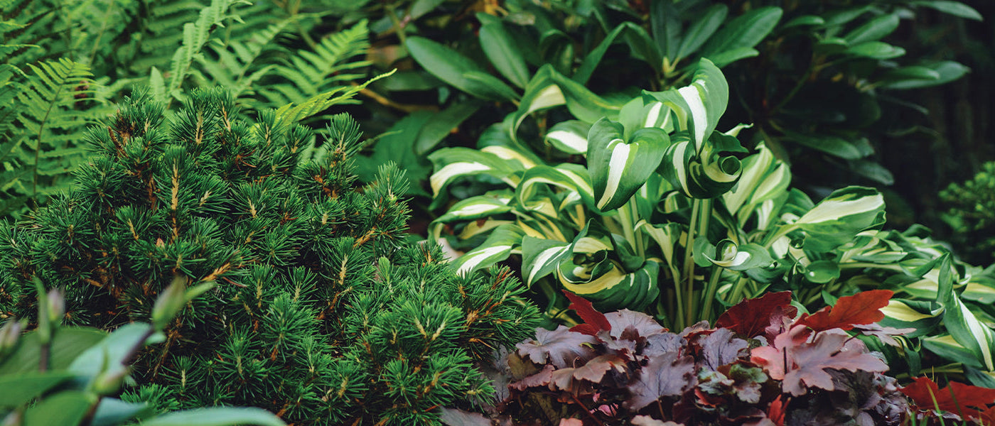 Plantes vivaces d'ombre old