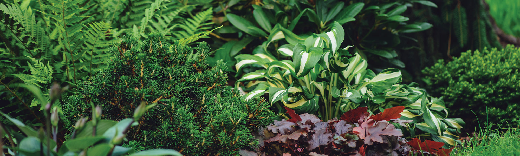 Plantes vivaces d'ombre old