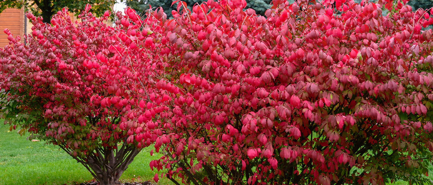 Fusain de Fortune - Euonymus fortunei