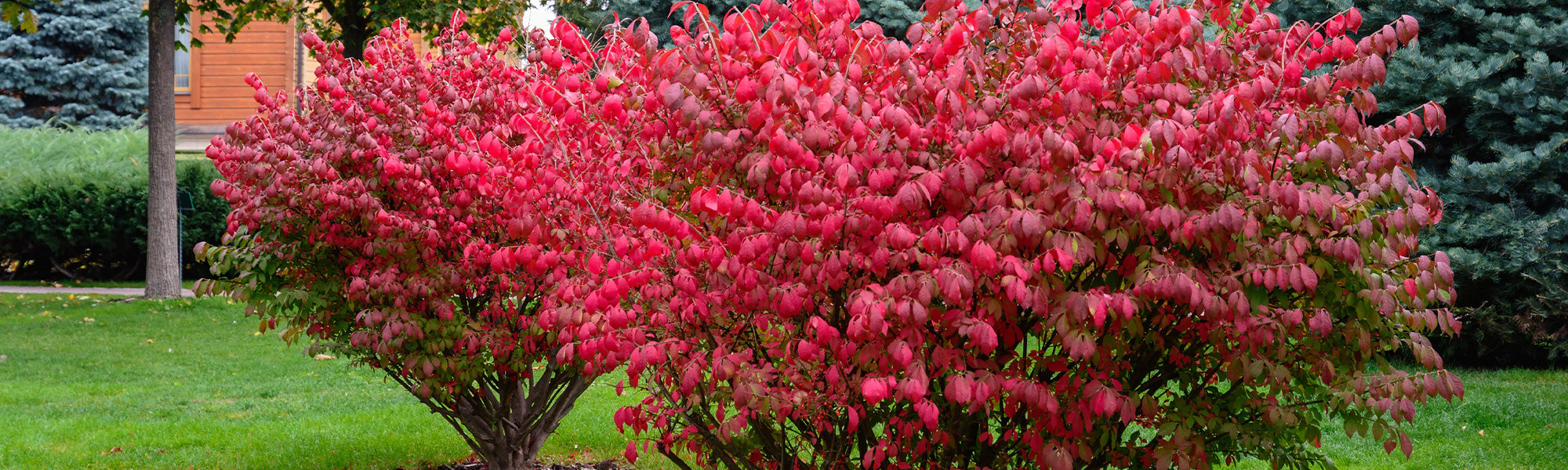 Fusain de Fortune - Euonymus fortunei