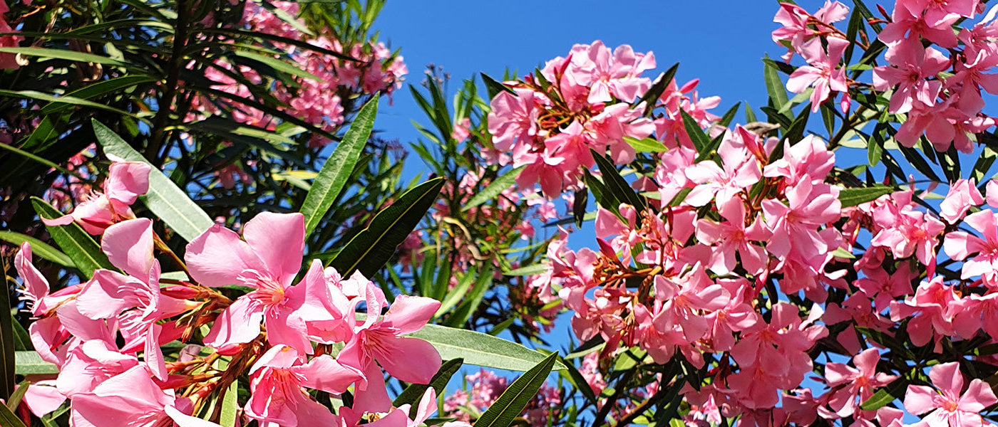 Laurier-rose - Nerium oleander