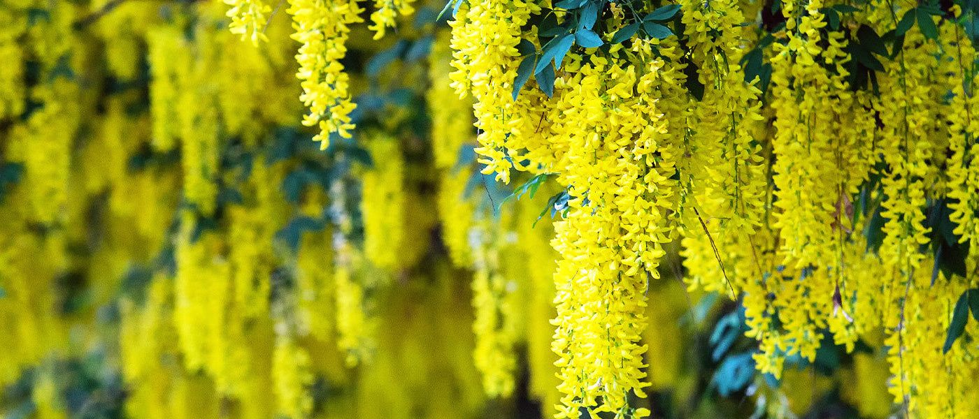 Genêt rampant - Cytisus decumbens