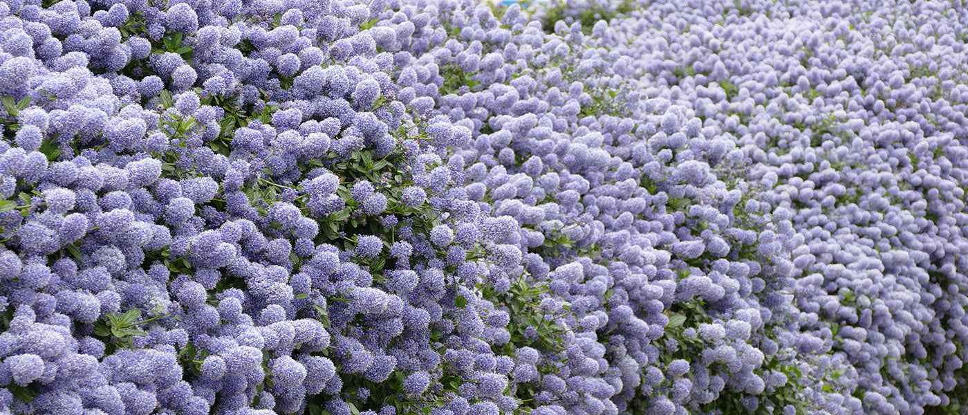 Céanothes - Lilas de Californie