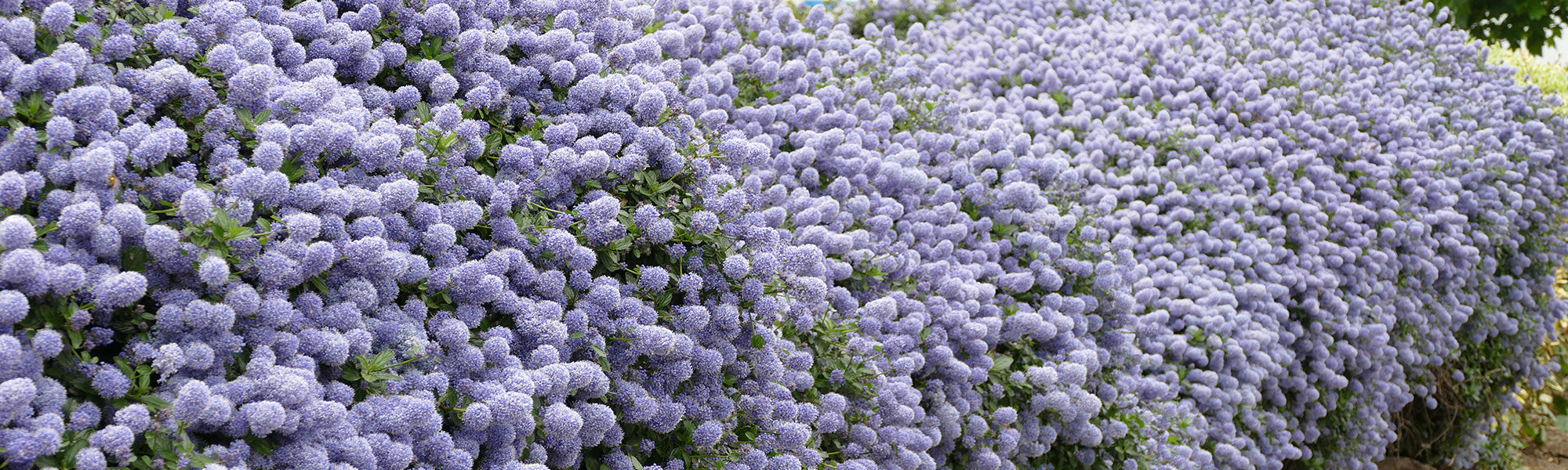 Céanothes - Lilas de Californie