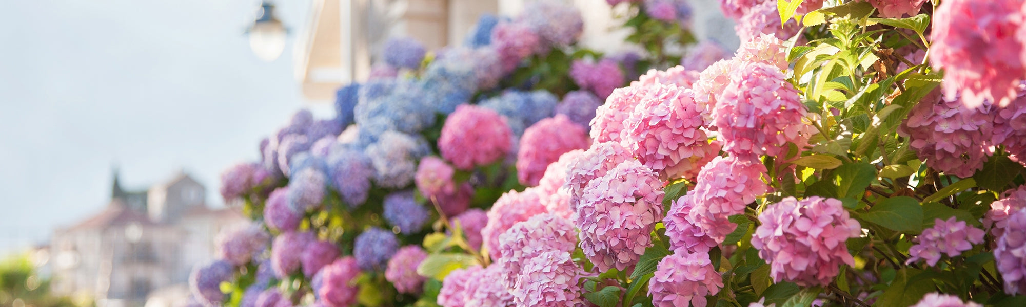 Hortensias