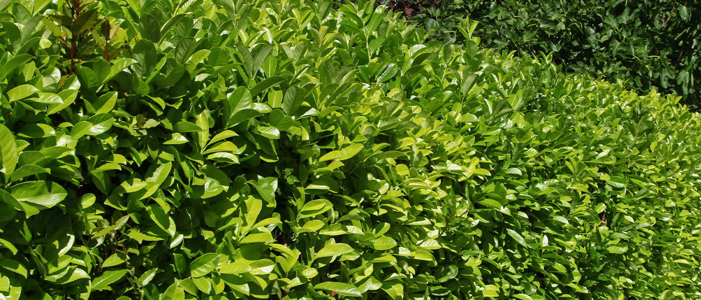 Laurier des Açores - Laurus azorica