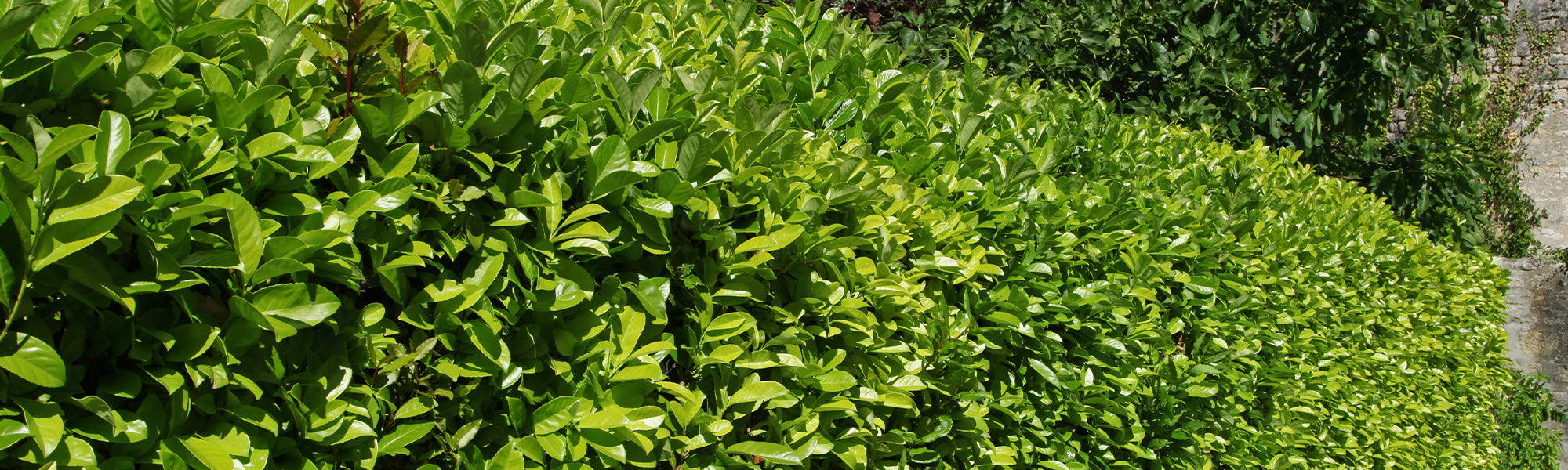 Laurier des Açores - Laurus azorica