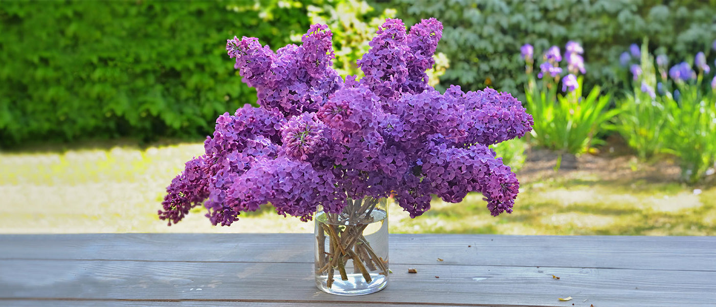 Arbustes pour bouquets