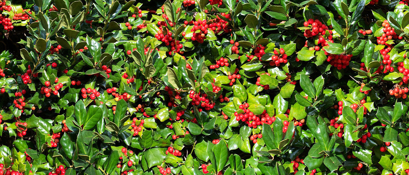 Houx crénelé - Ilex crenata