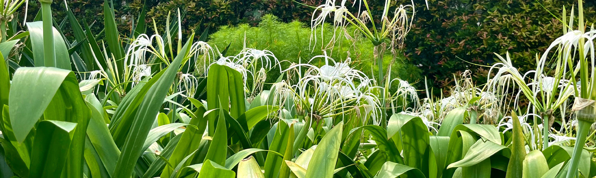 Hymenocallis