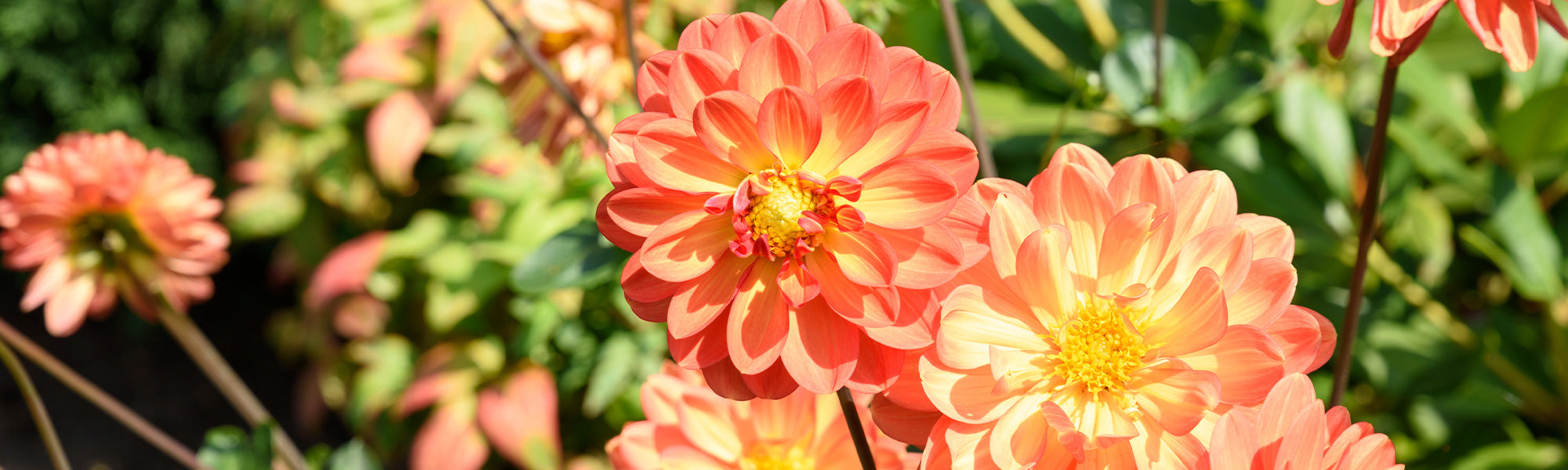 Dahlia impérial - Dahlia imperialis