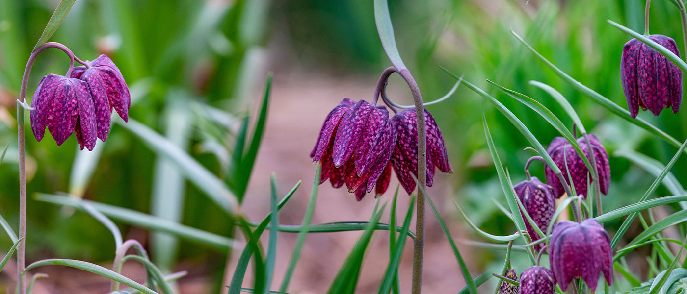 Fritillaire pintade - Fritillaria meleagris