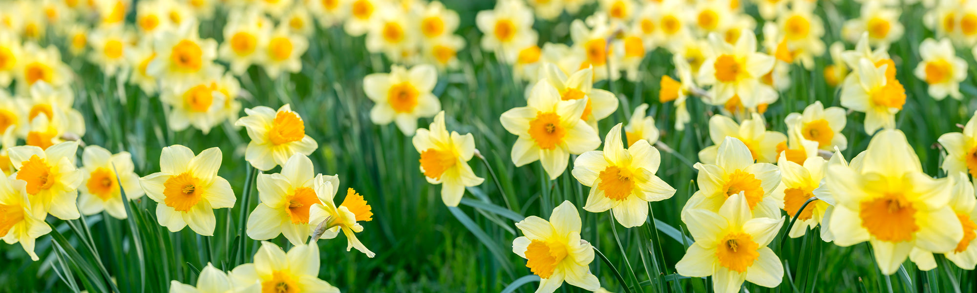 Narcisse
