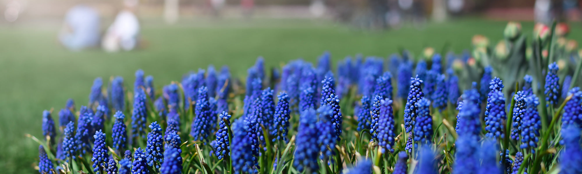 Muscari