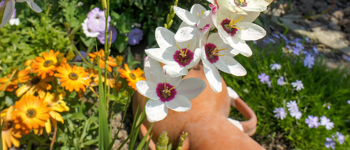 Ixia