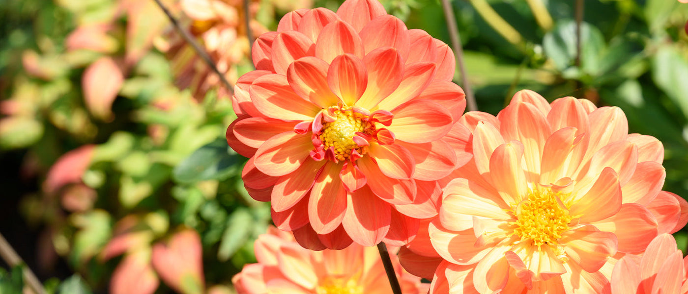 Dahlia géant - Dahlia excelsa